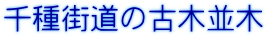 千種街道の古木並木
