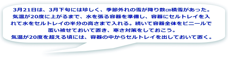 3月21日は、3月下旬には珍しく、季節外れの雪が降り数㎝積雪があった。 気温が20度に上がるまで、水を張る容器を準備し、容器にセルトレイを入 れて水をセルトレイの半分の高さまで入れる。続いて容器全体をビニールで 覆い被せておいて置き、寒さ対策をしておこう。 気温が20度を超える頃には、容器の中からセルトレイを出しておいて置く。